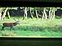 Kinomotiv: Hirsch im Wald