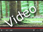 Video: Wildschwein im Wald